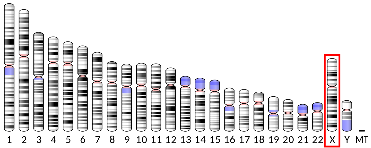 KDM5C gene