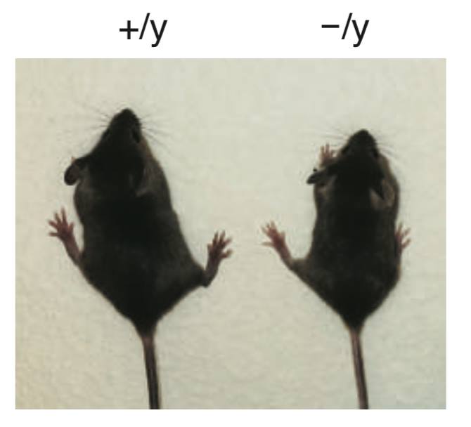 Comparison of growth in normal and knockout mice